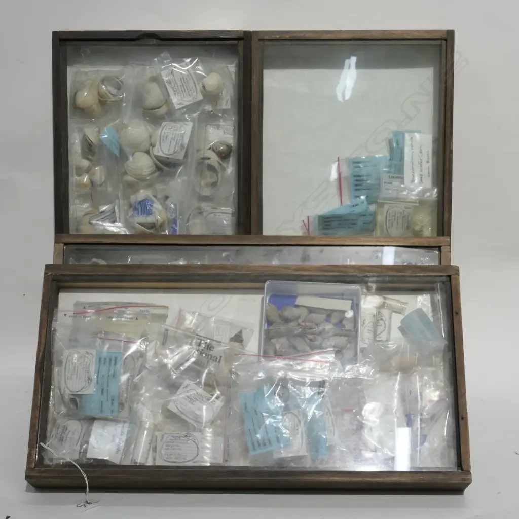 4 DISPLAY CASES NZ NATIVE SHELLS/CRUSTACEANS Image 1++