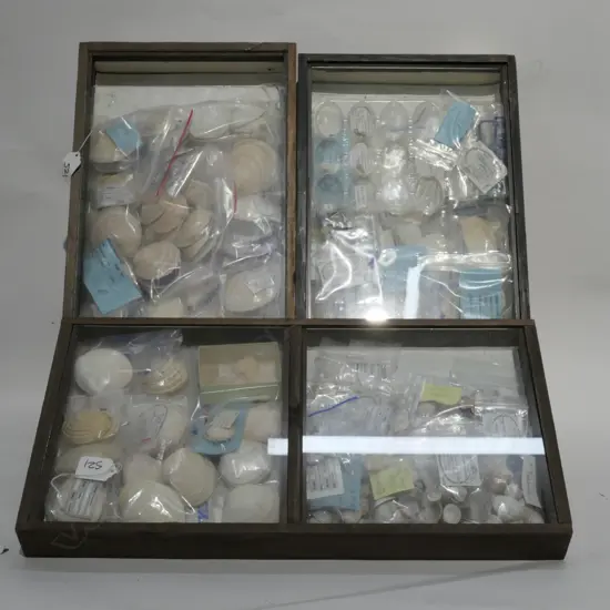 3 DISPLAY CASES NZ NATIVE SHELLS/CRUSTACEANS