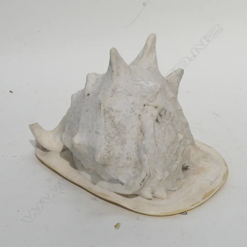 LARGE CONCH SHELL L. 250 MM Image 1++