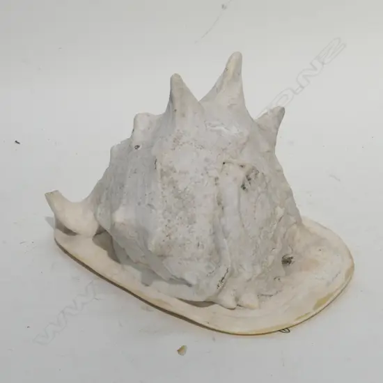 LARGE CONCH SHELL L. 250 MM