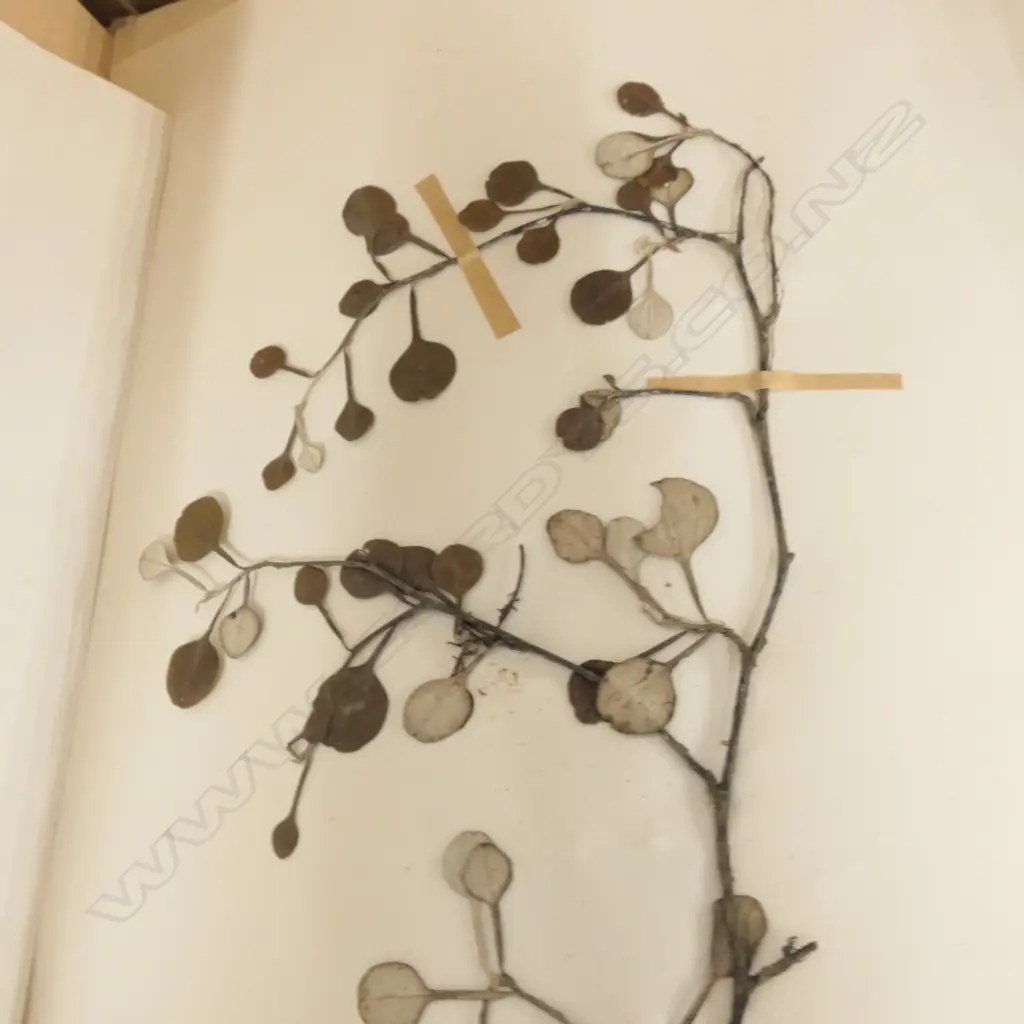 2 BOXES OF ASST BOTANICAL SPECIMENS H 380 MM Image 1++