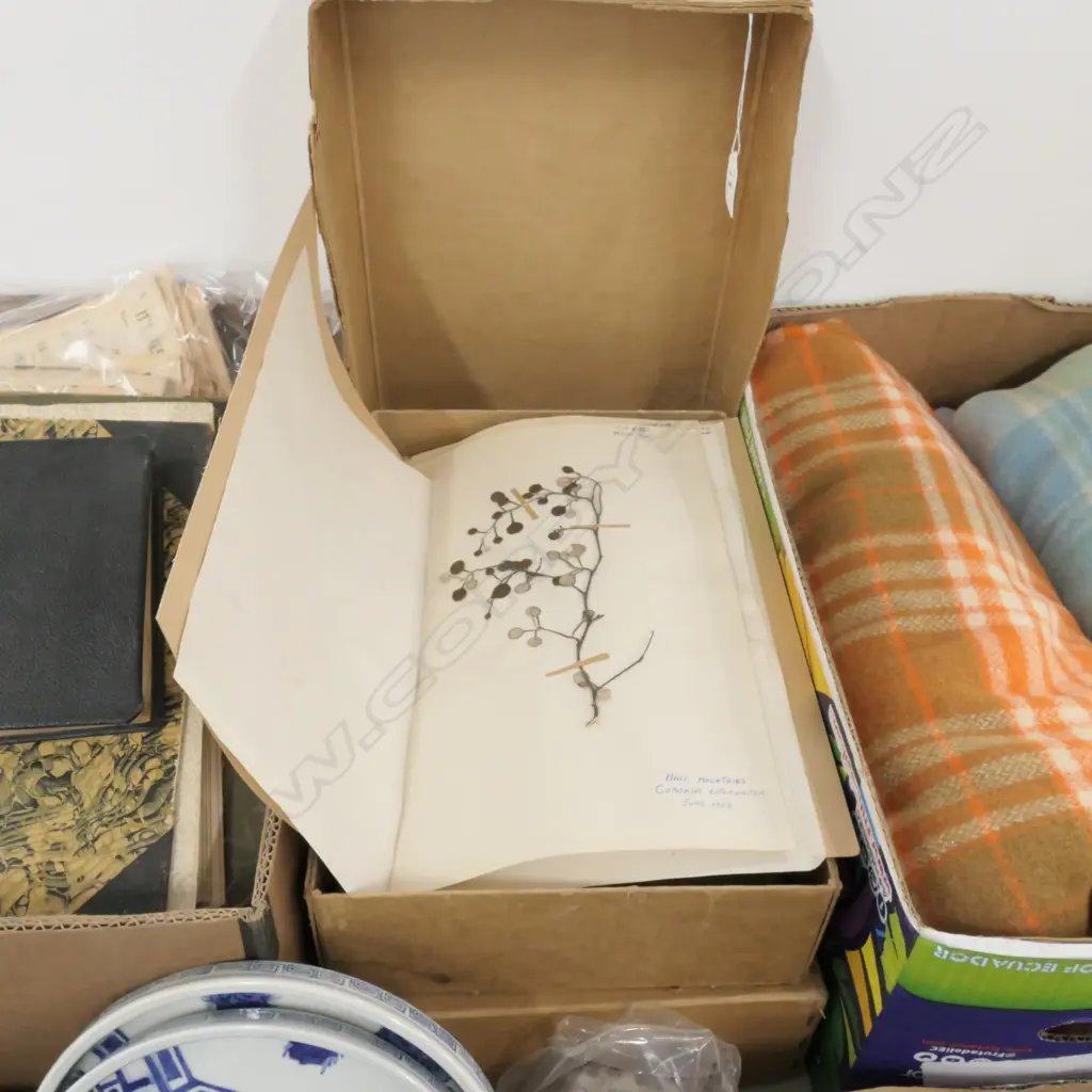 2 BOXES OF ASST BOTANICAL SPECIMENS H 380 MM Image 1++