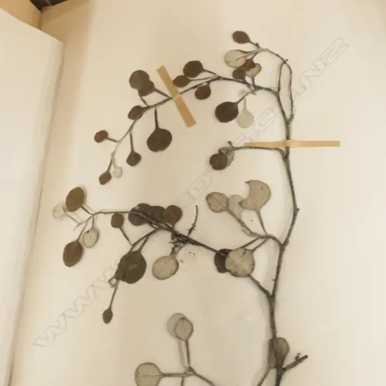 2 BOXES OF ASST BOTANICAL SPECIMENS H 380 MM