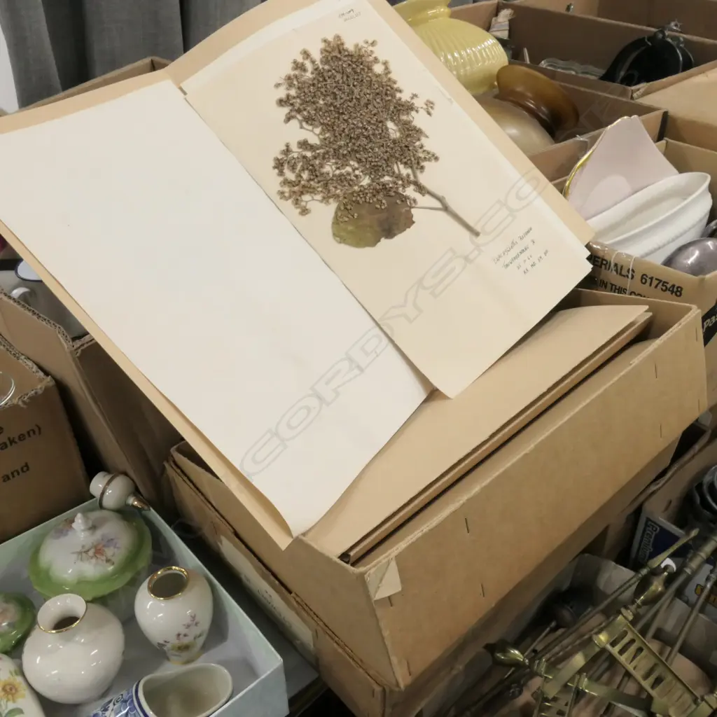 21 BOX OF ASST BOTANICAL SPECIMENS H 380 MM Image 1++