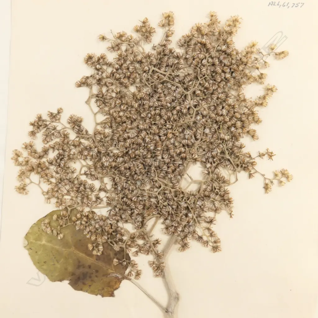 21 BOX OF ASST BOTANICAL SPECIMENS H 380 MM Image 1++