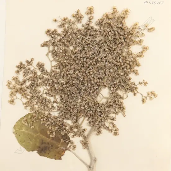 21 BOX OF ASST BOTANICAL SPECIMENS H 380 MM