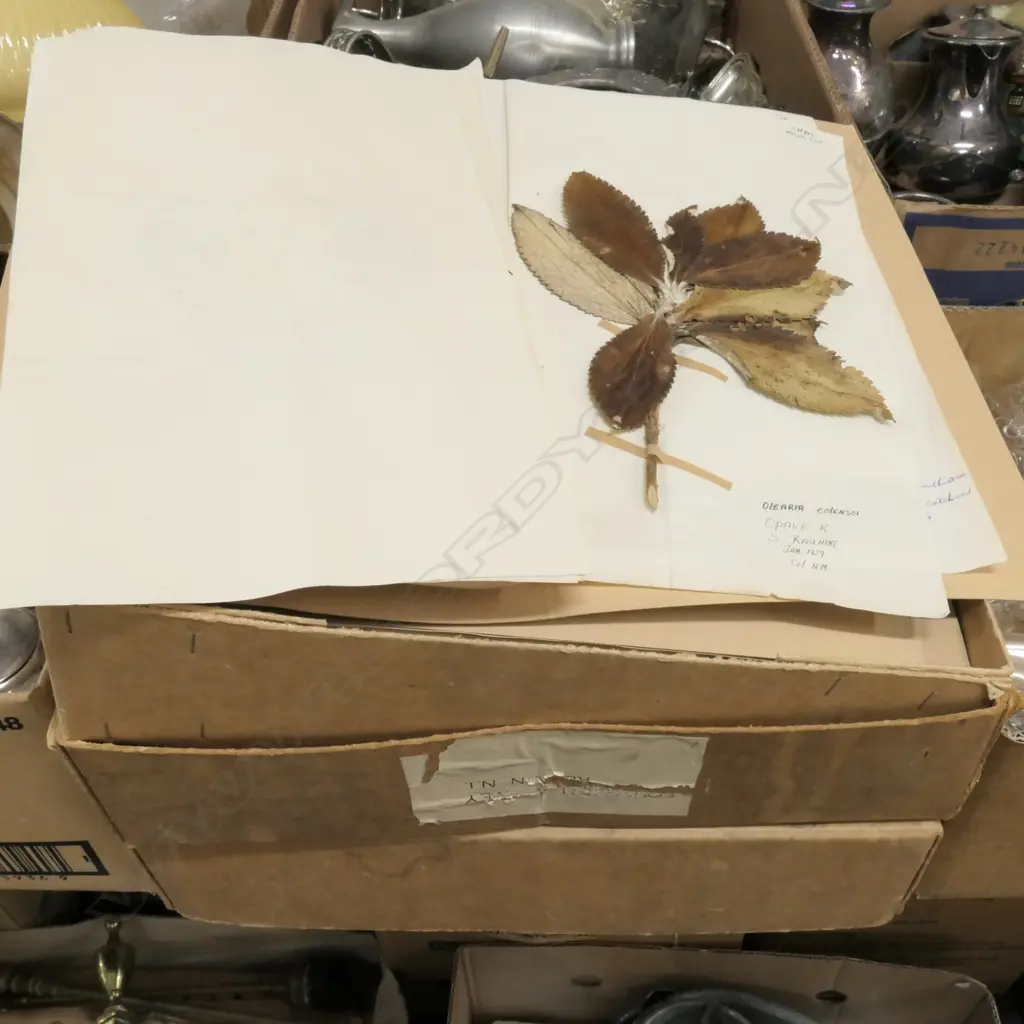 2 BOXES OF ASST BOTANICAL SPECIMENS H 380 MM Image 1++