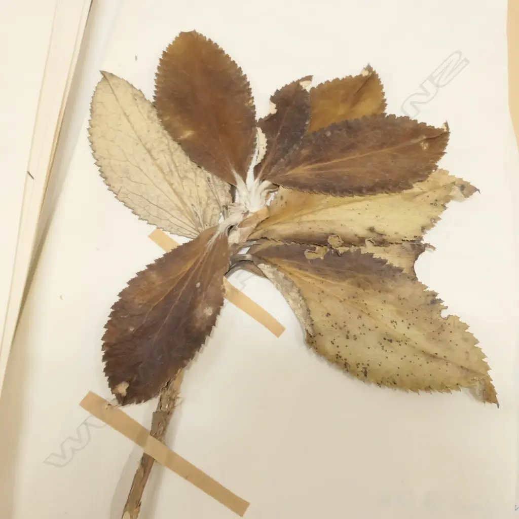 2 BOXES OF ASST BOTANICAL SPECIMENS H 380 MM Image 1++