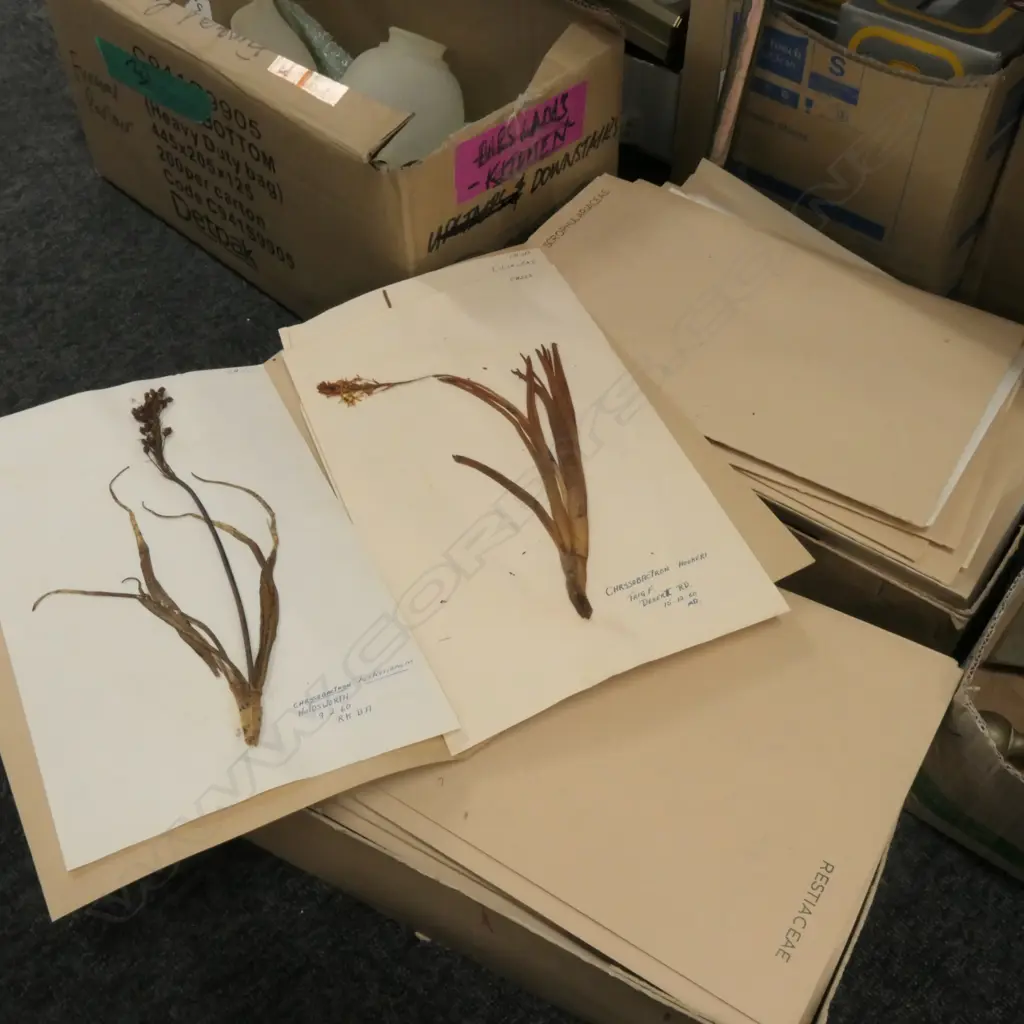 2 BOXES OF ASST BOTANICAL SPECIMENS H 380 MM Image 1++