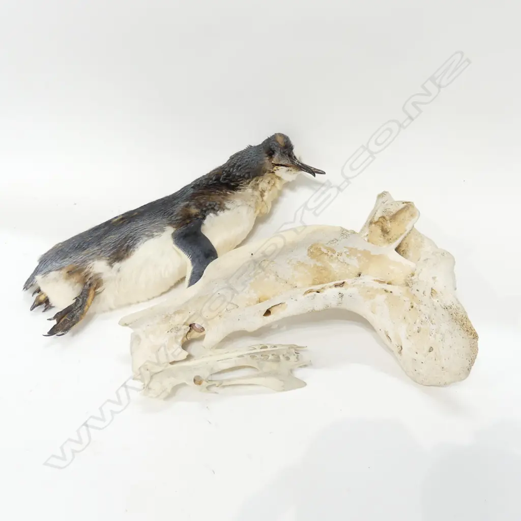 BONES AND TAXIDERMY Image 1++