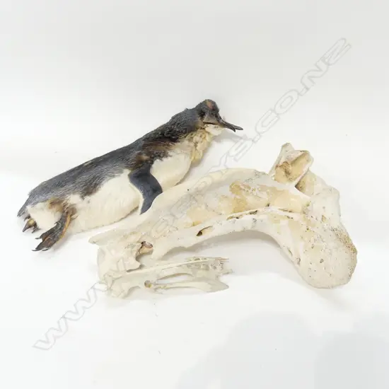 BONES AND TAXIDERMY