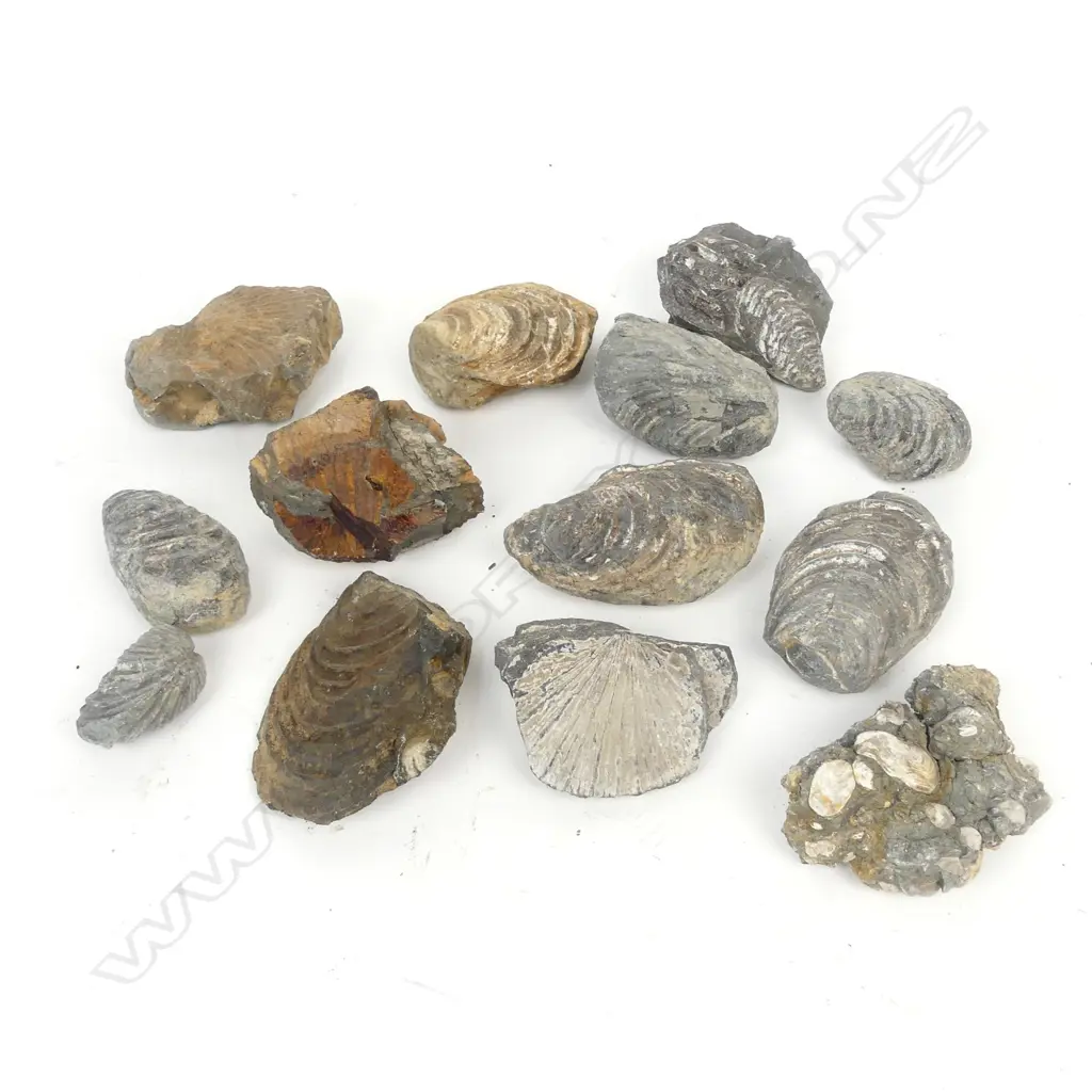 A collection of N.Z. shell fossils Image 1++