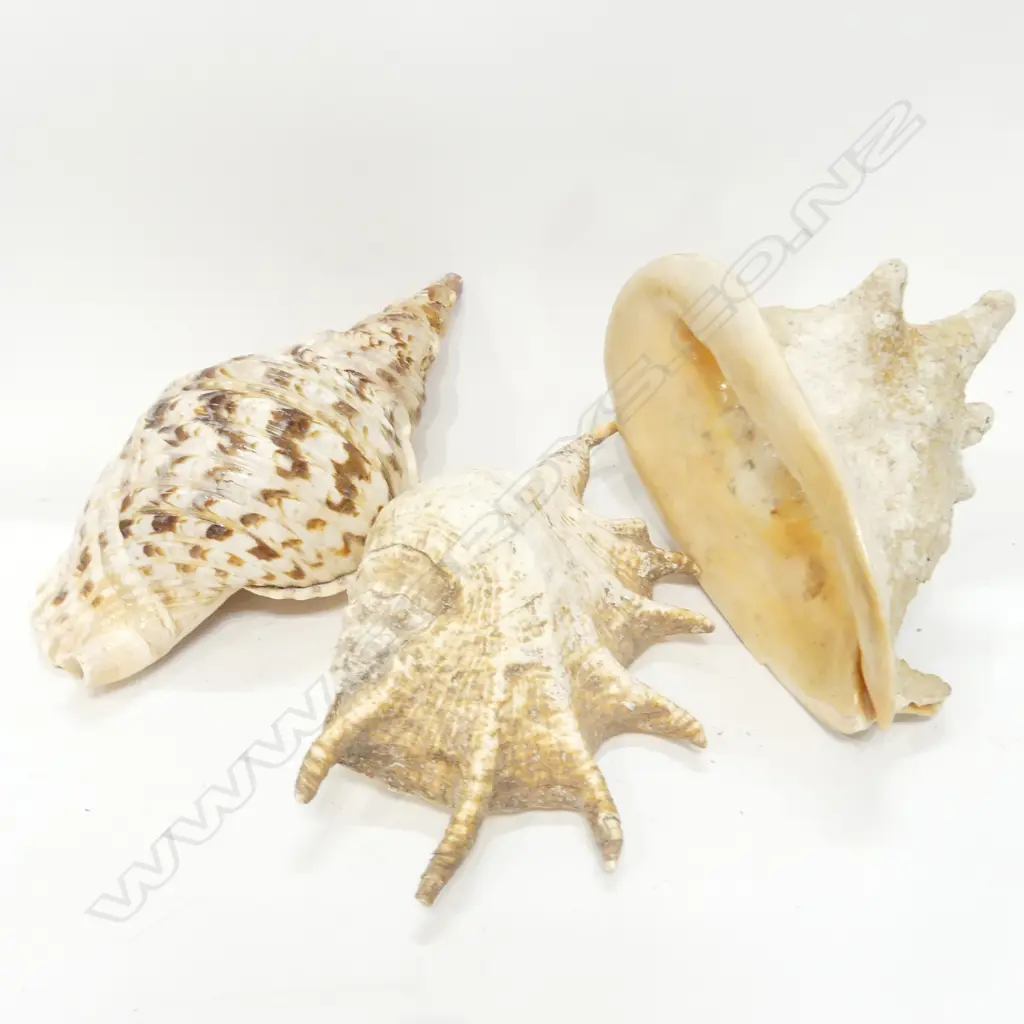 BOX SHELLS - TRITON'S TRUMPET, HORNED HELMET & OTHER Image 1++