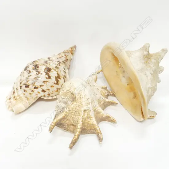 BOX SHELLS - TRITON'S TRUMPET, HORNED HELMET & OTHER