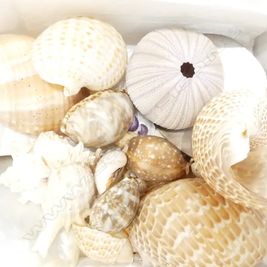 BOX SHELLS - COWRIES, TUNS, PEARL, ETC