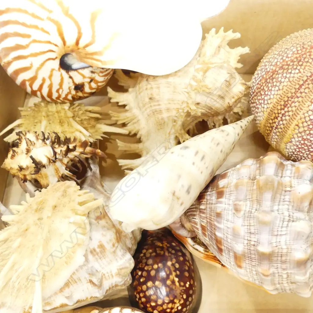 LOT ASST WORLD SHELLS Image 1++