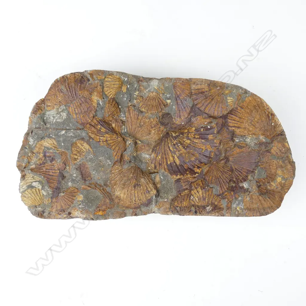 A New Zealand Triassic period scallop fossil conglomerate Image 1++