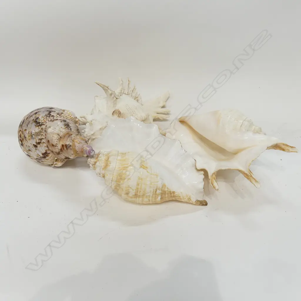 BOX SHELLS - TRITON'S TRUMPET, RAMOSE MUREX & OTHERS&  Image 1++