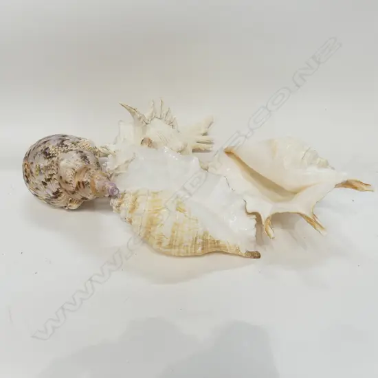 BOX SHELLS - TRITON'S TRUMPET, RAMOSE MUREX & OTHERS& 
