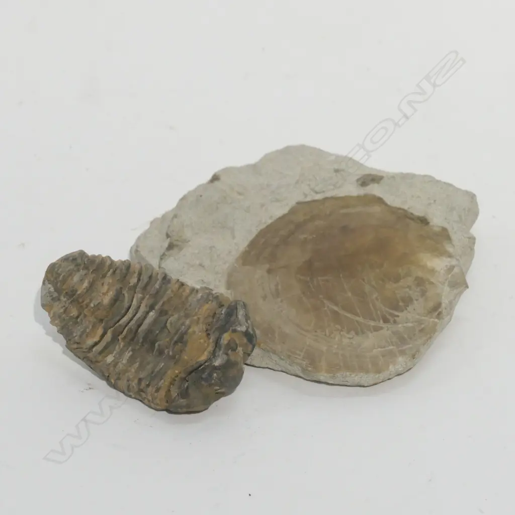 2 FOSSIL SPECIMANS Image 1++