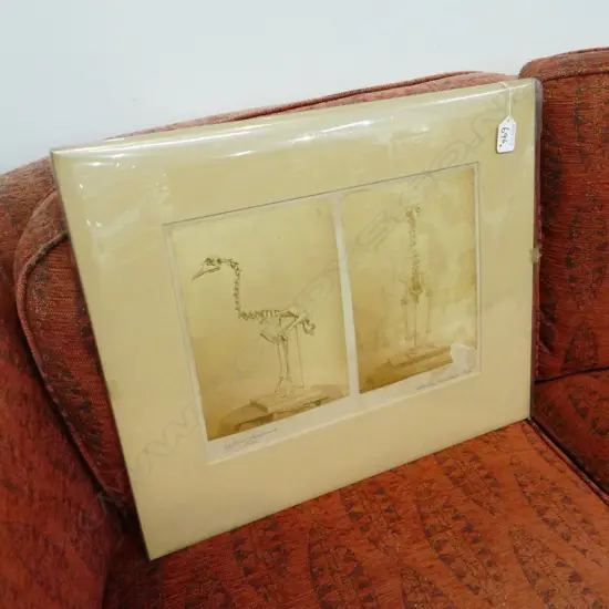 TWO VINTAGE PHOTOGRAPHS BY EASTER & WILLIS OF THE SKELETON OF APTORNIS OTIDIFORMIS OWEN IN THE CANTERBURY MUSEUM.