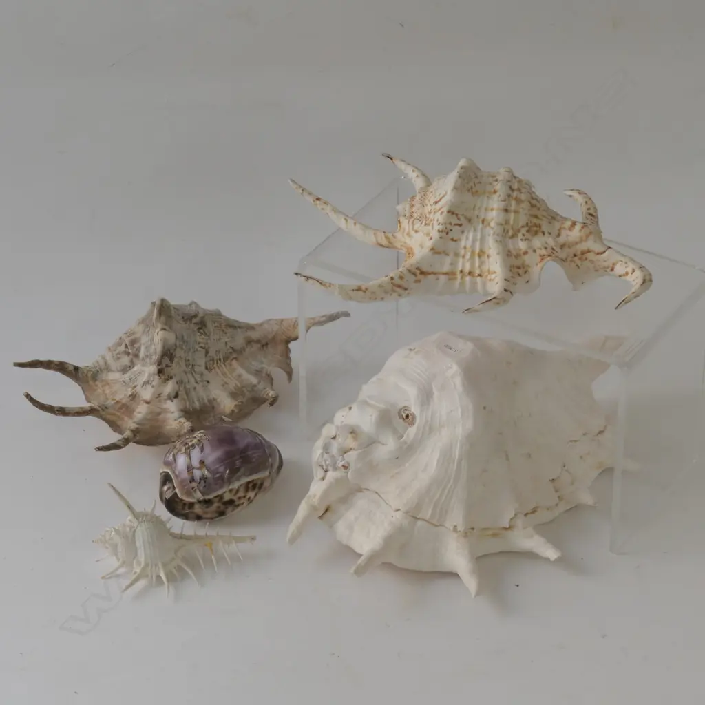 LOT OF ASSORTED SHELLS Image 1++
