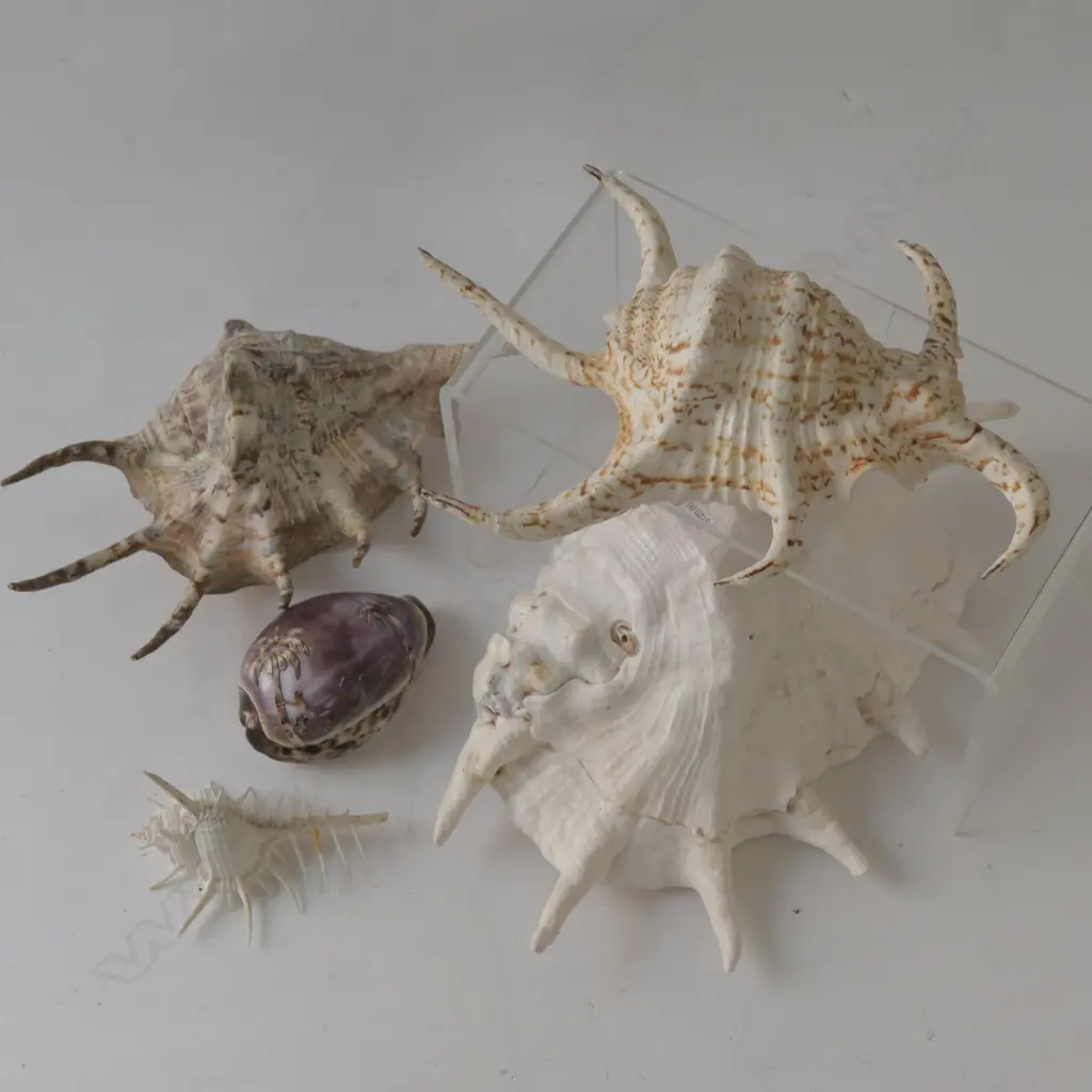 LOT OF ASSORTED SHELLS Image 1++