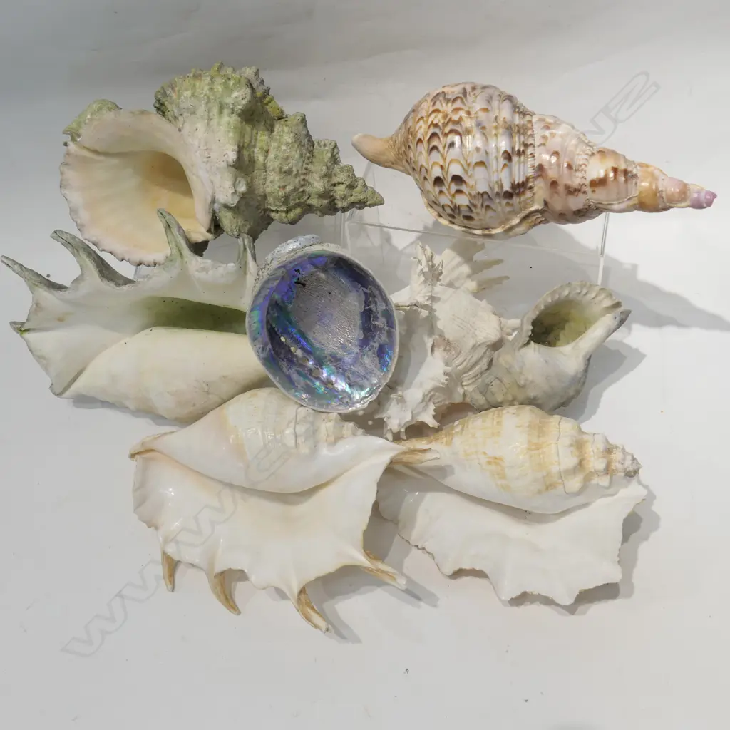 LOT ASST SHELLS Image 1++