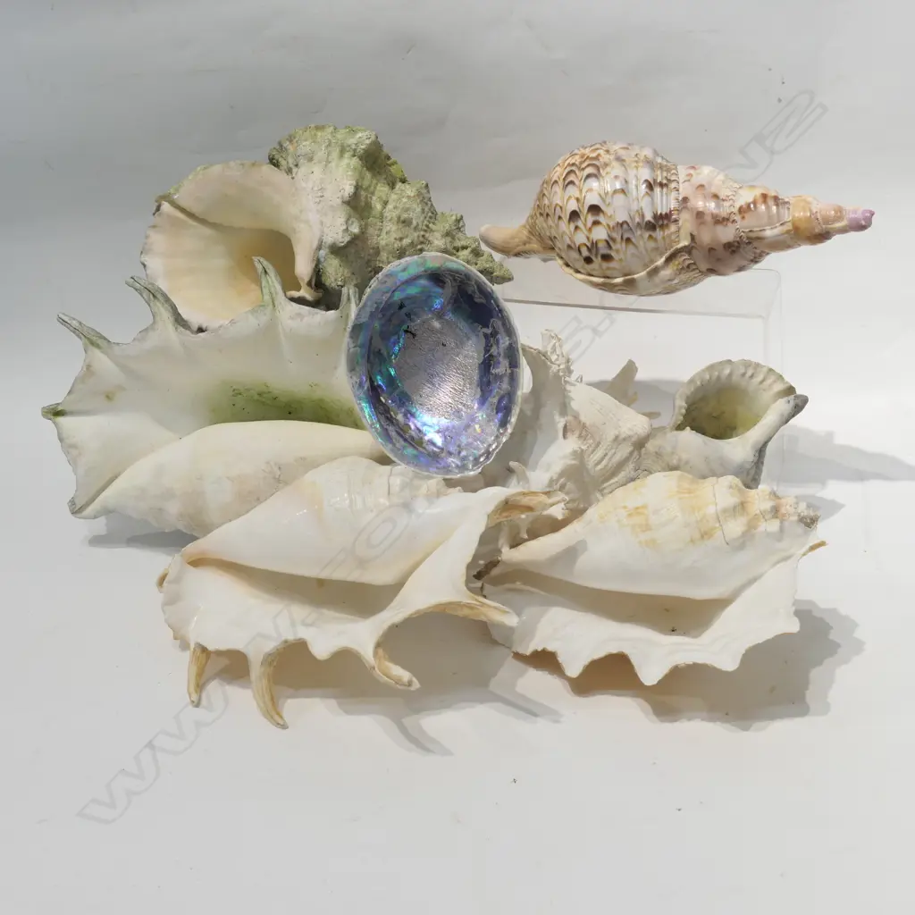 LOT ASST SHELLS Image 1++