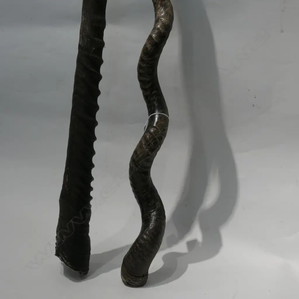 TWO HORNS - LARGEST H. 950MM Image 1++