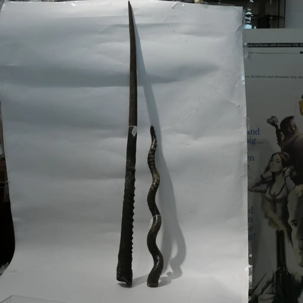 TWO HORNS - LARGEST H. 950MM Image 1++