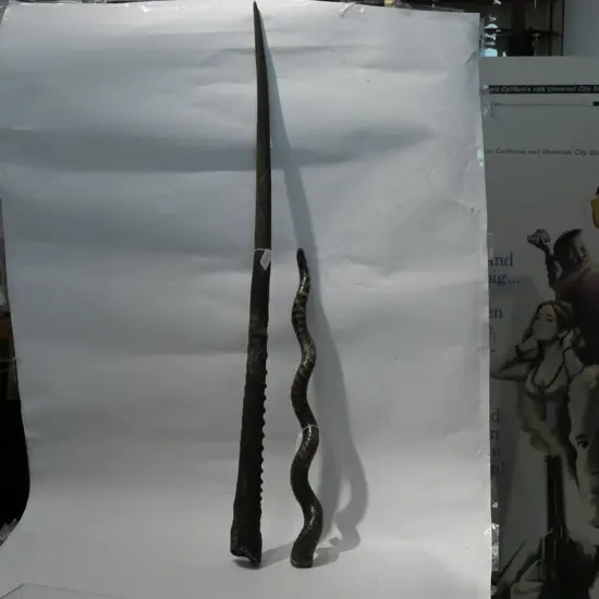 TWO HORNS - LARGEST H. 950MM