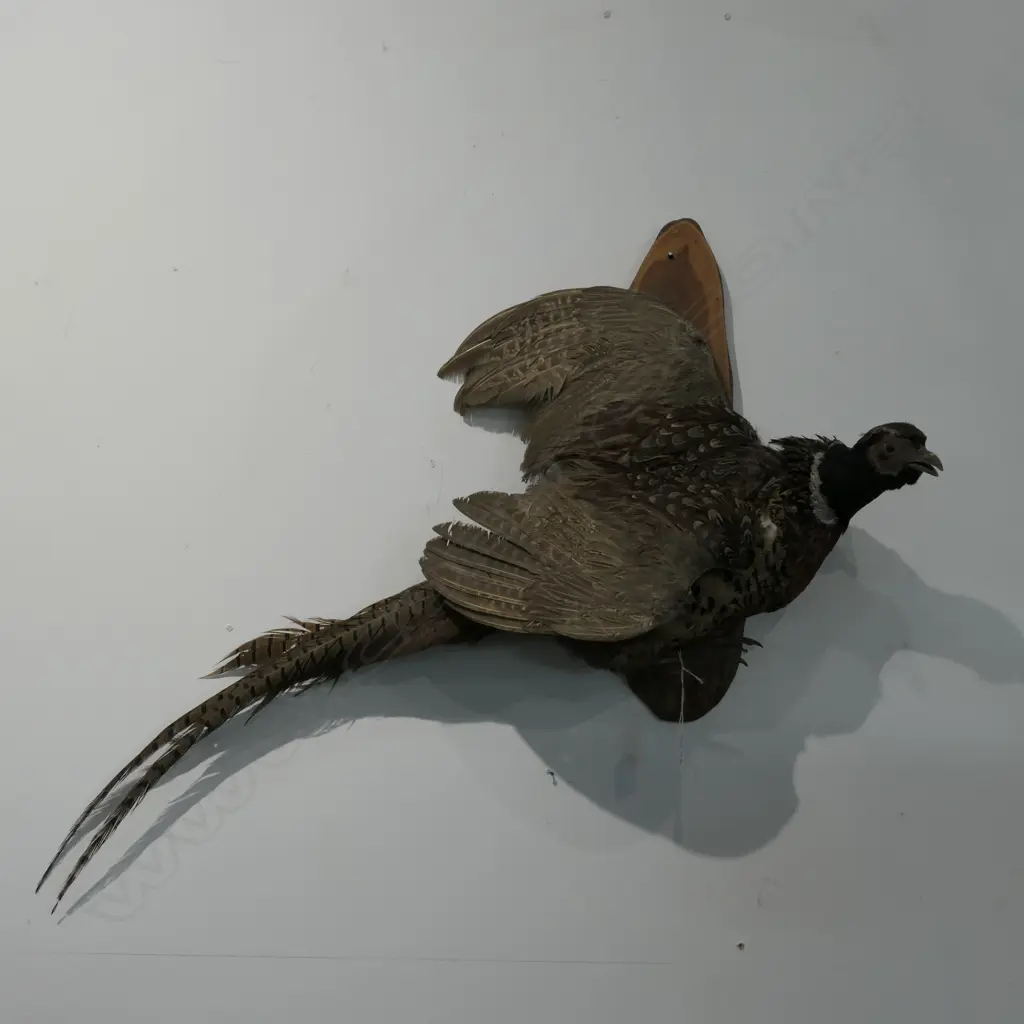 TAXIDERMIED PHEASANT Image 1++