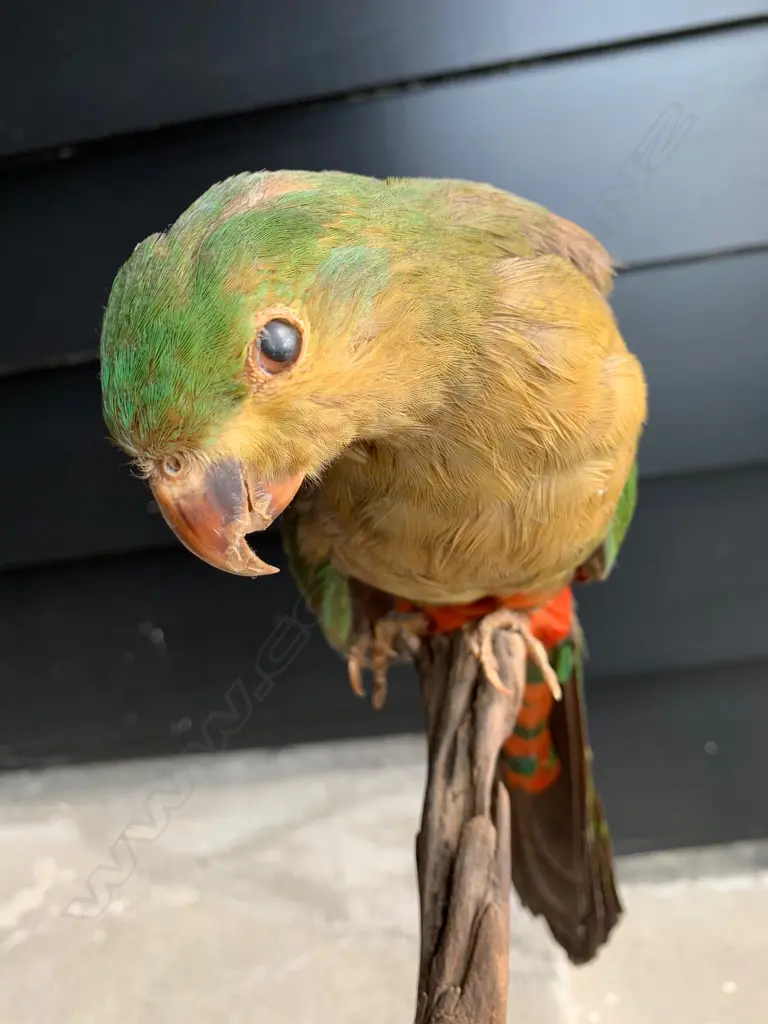 TAXIDERMY SOUTH AMERICAN BIRD ON STAND  Image 1++