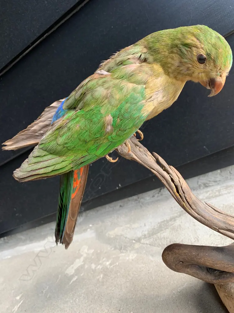 TAXIDERMY SOUTH AMERICAN BIRD ON STAND  Image 1++