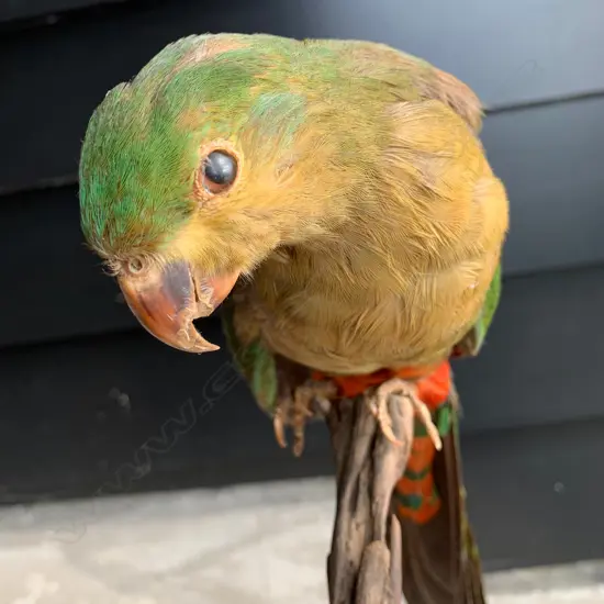 TAXIDERMY SOUTH AMERICAN BIRD ON STAND 