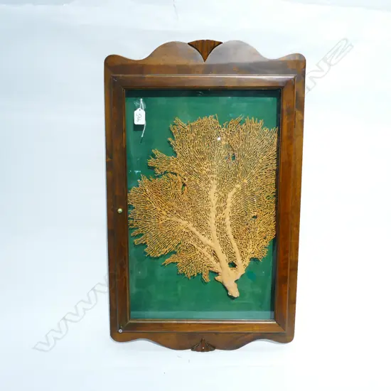 FRAMED RED CORAL FAN