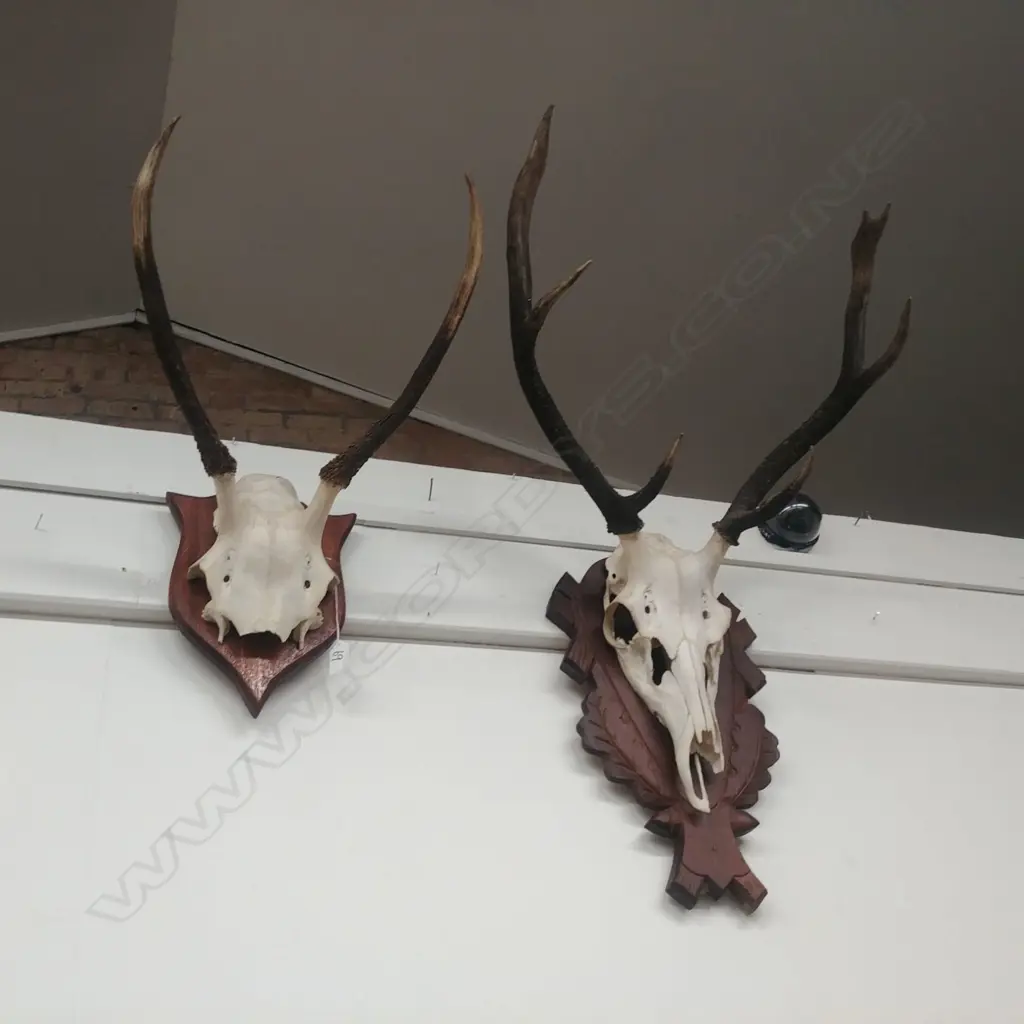2 MOUNTED ANTLERS  Image 1++