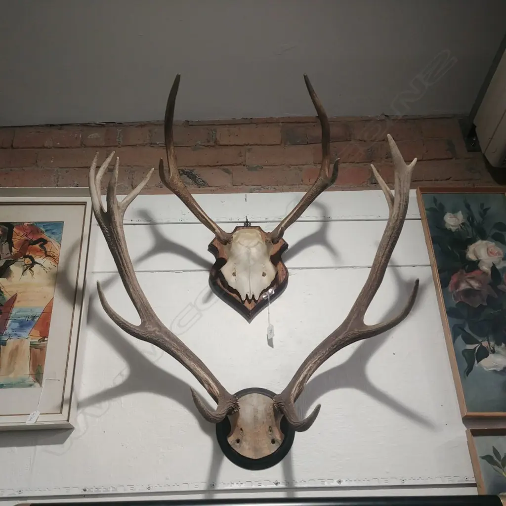 2 MOUNTED ANTLERS Image 1++