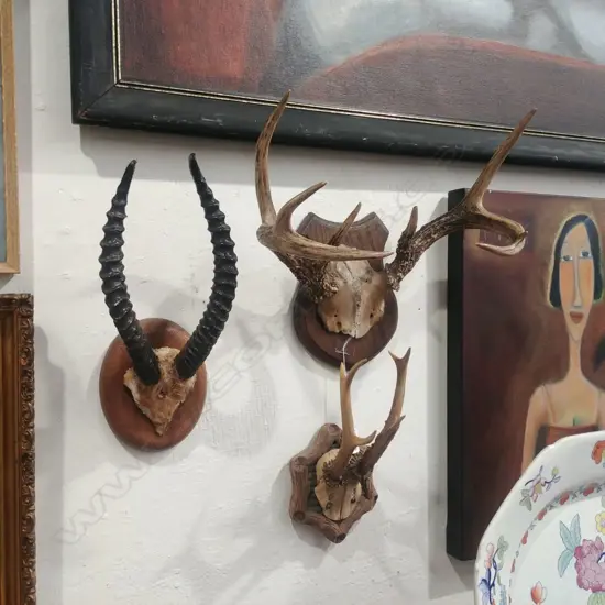 3 SML MOUNTED ANTLER SETS