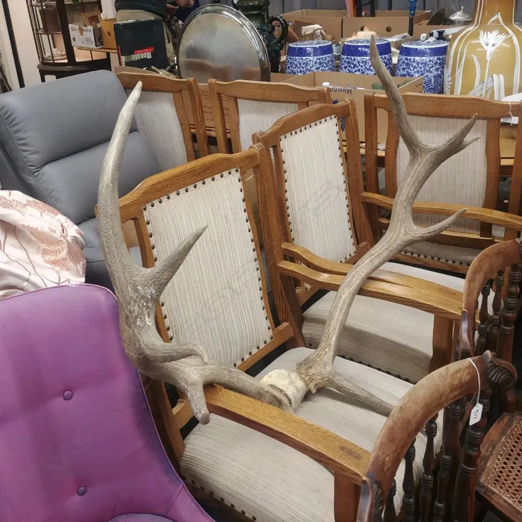 PR STAG HORNS Image 1++