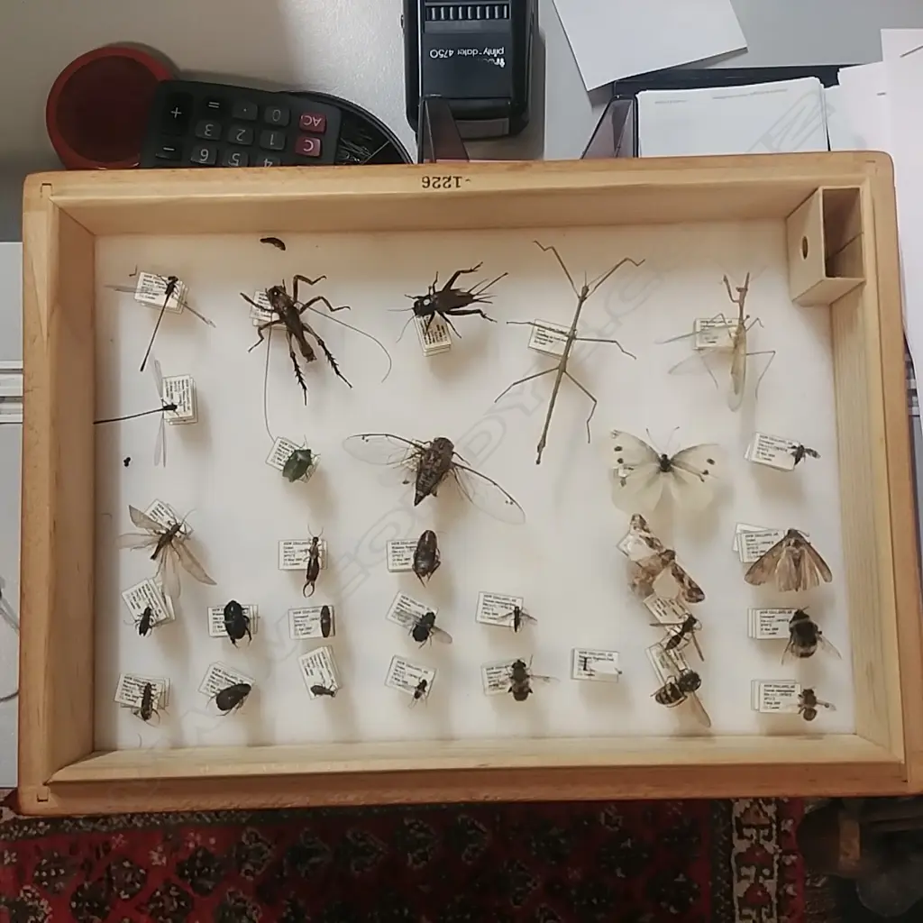 CEDAR BOX OF INSECTS Image 1++