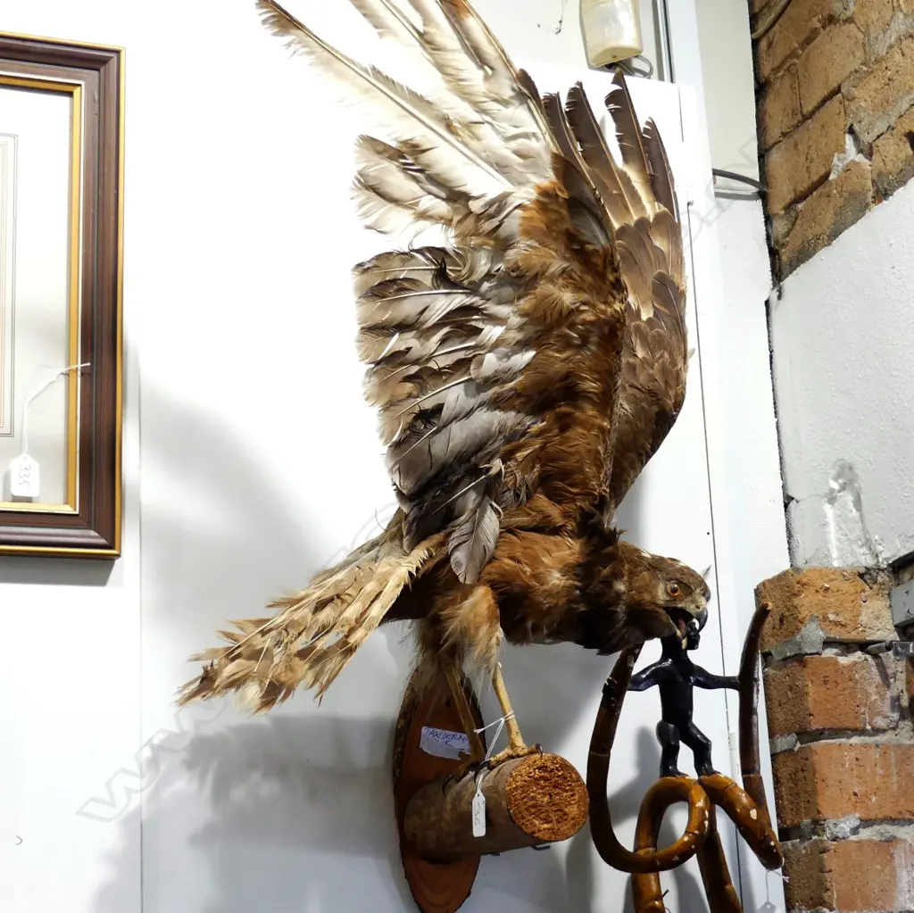 TAXIDERMY HAWK Image 1++