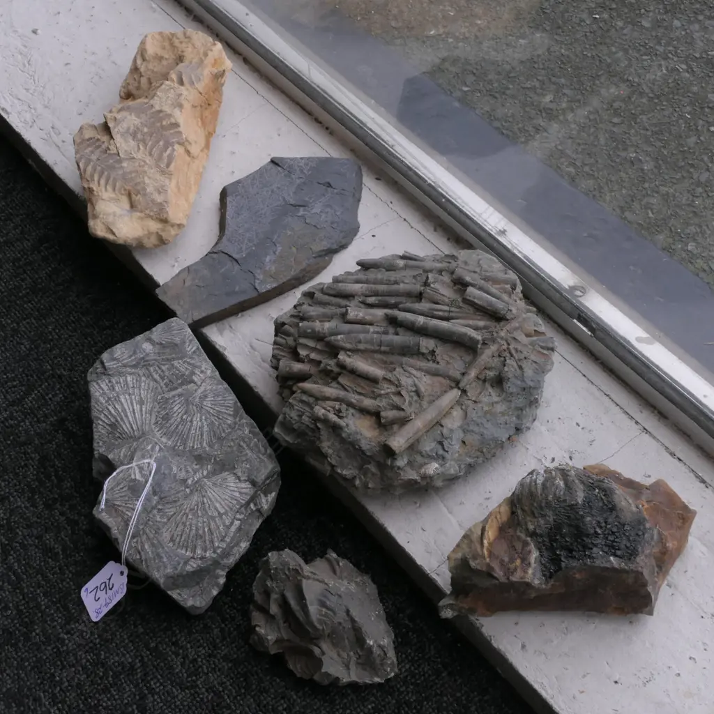 6 NZ FOSSILS SHELLS LEAVES CEPHALOPODS ETC Image 1++