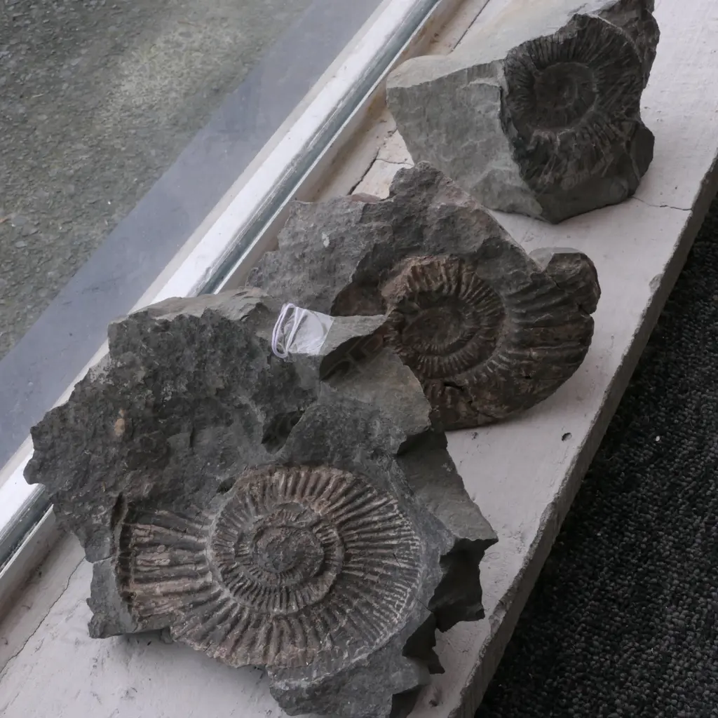 3 NZ AMMONITE FOSSILS Image 1++