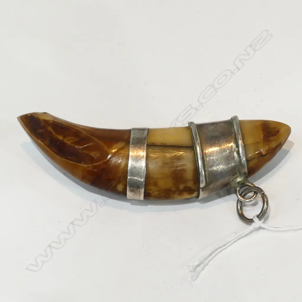 TOOTH PENDANT (POSSIBLY TIGER?) Image 1++