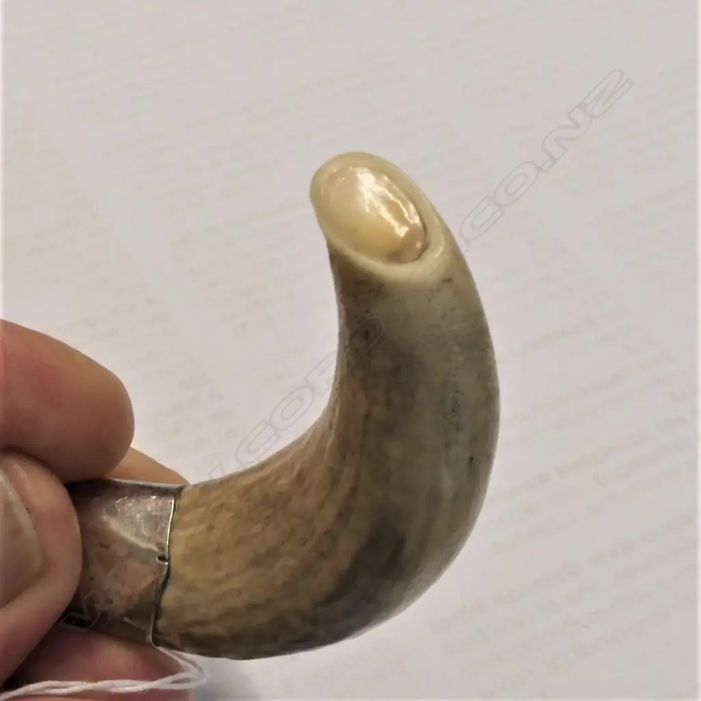 ANIMAL TOOTH PENDANT L.75mm Image 1++