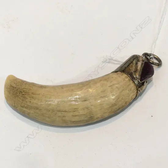 ANIMAL TOOTH PENDANT L.75mm