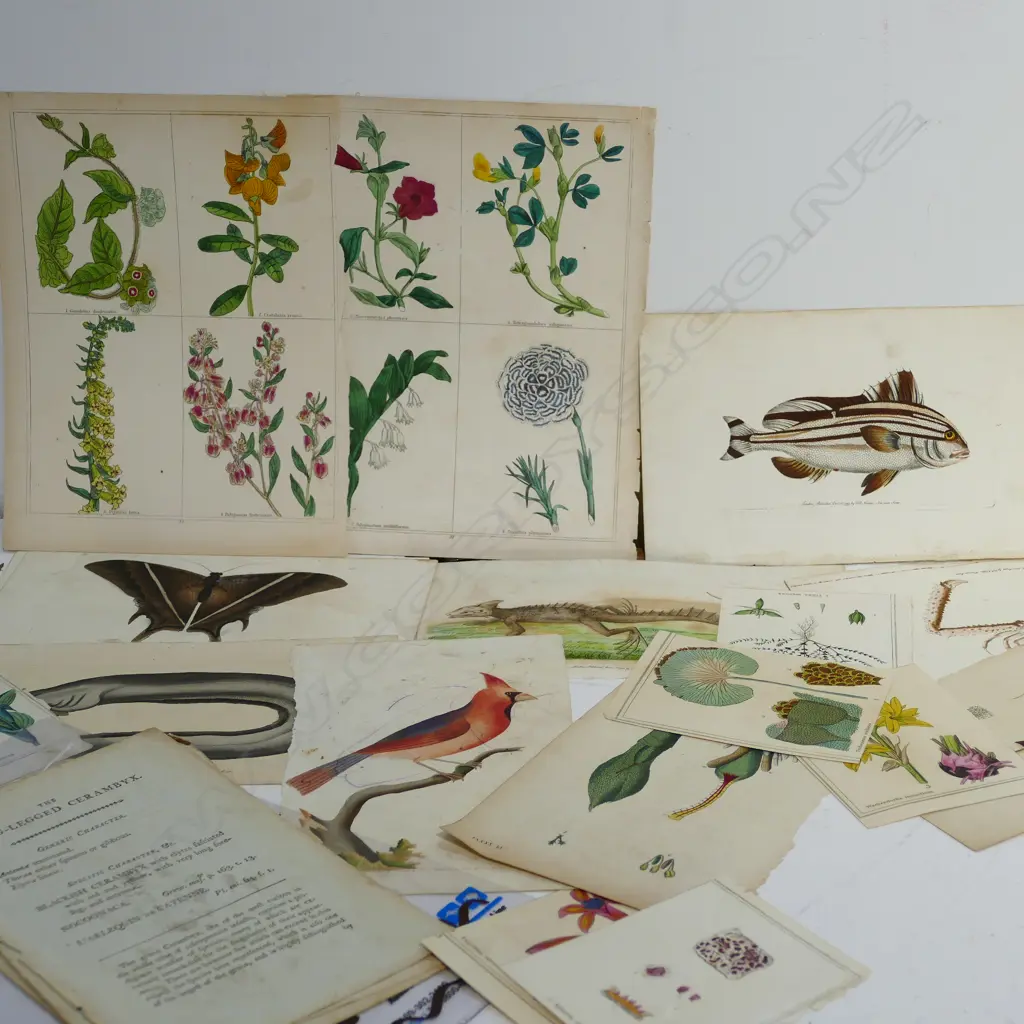 Assorted antique hand coloured plates Image 1++