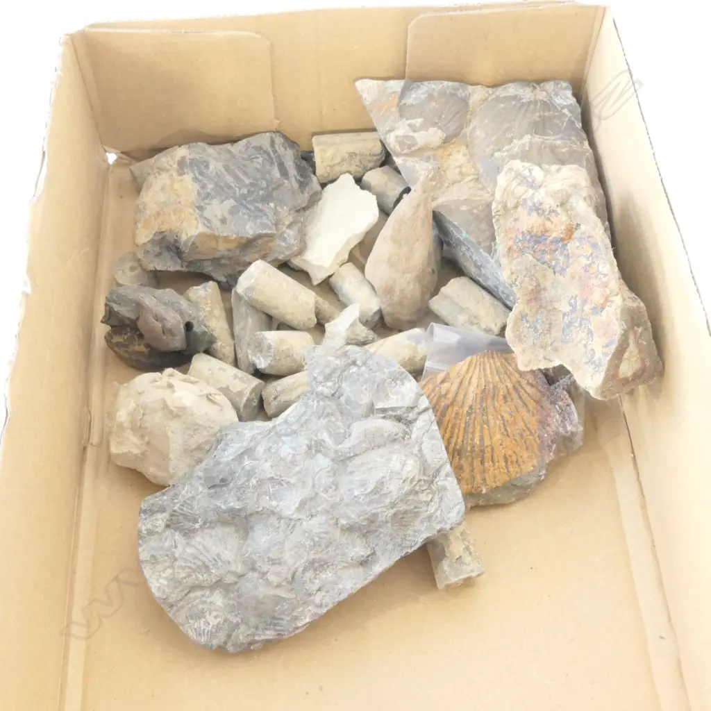 BOX OF NZ FOSSILS INCLUDES 5 VERY SMALL SHARK'S TEETH Image 1++